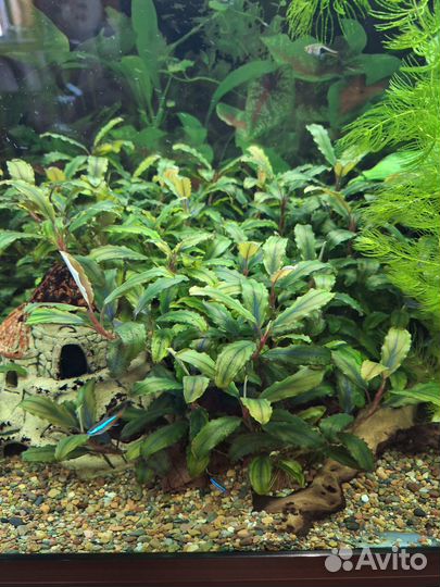 Буцефаландры и Анубиас