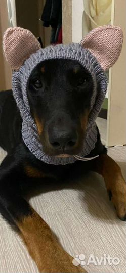 Вязаная одежда для животных на заказ