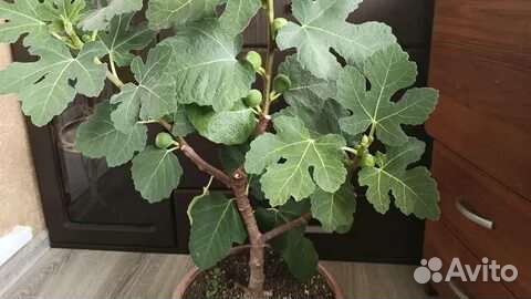 Инжир для квартиры