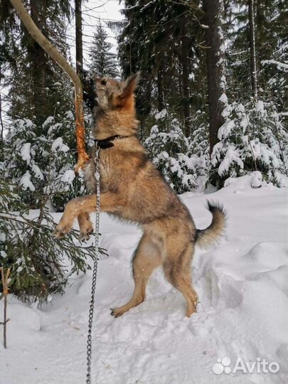 Хороший пёсик в добрые руки