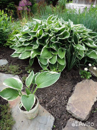 Хоста (многолетние растения для сада)