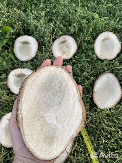 Спилы дуба, березы, можжевельника, клёна