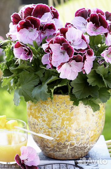 Королевская пеларгония герань