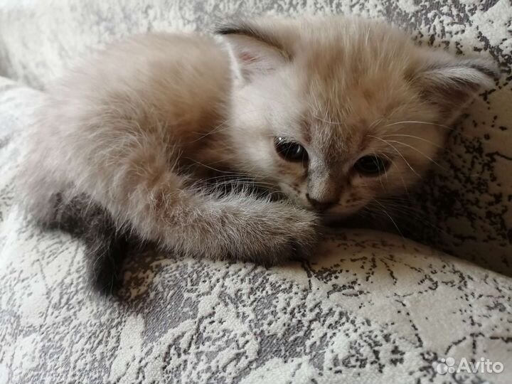Котята бесплатно