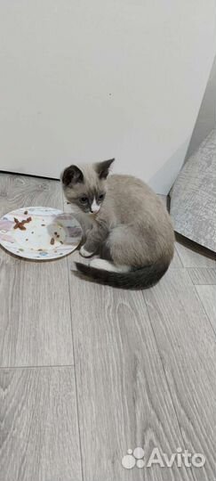 Нашлась кошка