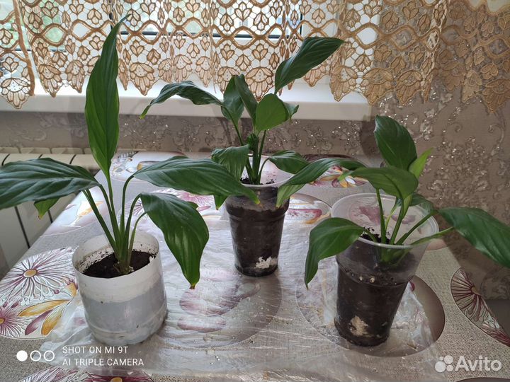 Спатифиллум