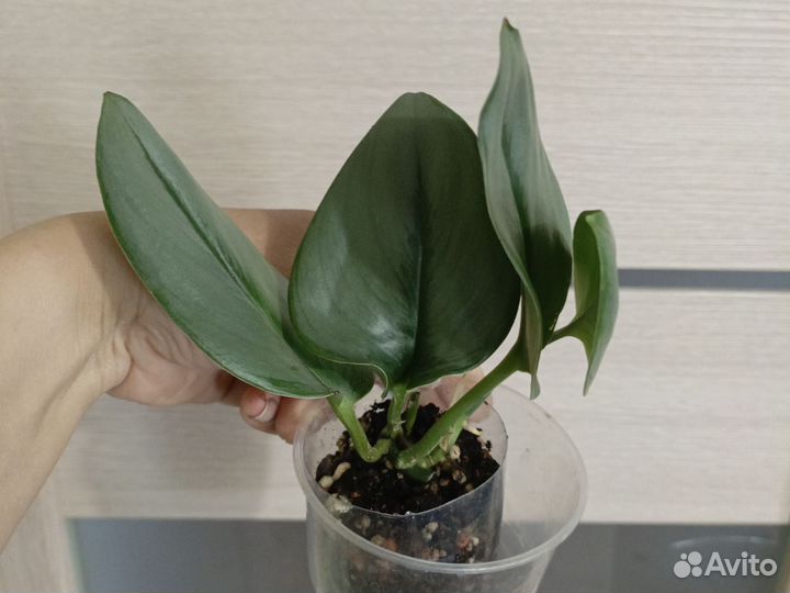 Сциндапсус мунлайт