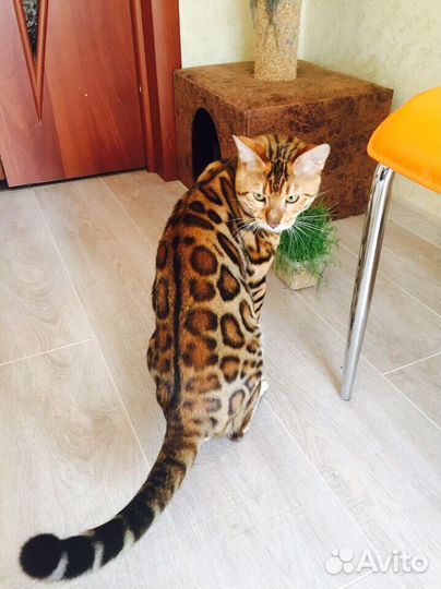 Бенгальские кошечки с прав. разведения на совладен