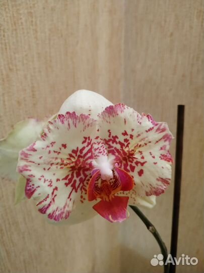 Орхидея фаленопсис бабочка