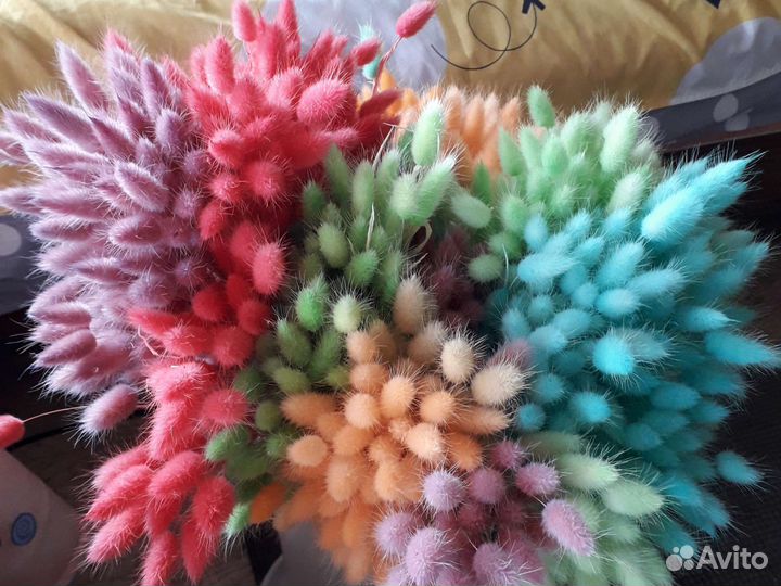 Лагурус сухоцветы