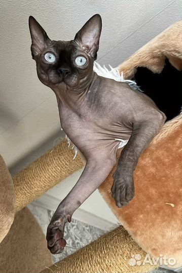 Вязка сфинкс