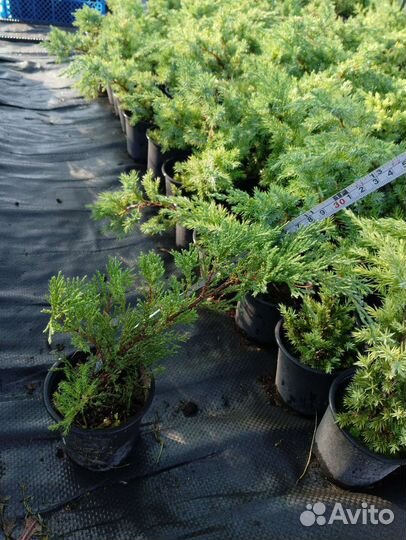Можжевельник казацкий «Тамарисцифолия»