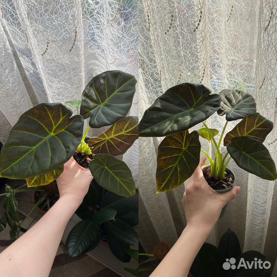 Комнатные цветы