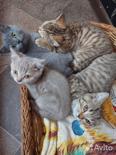 Британская кошка