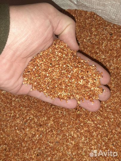 Рапс / просо / лён с доставкой/ продам от ведра