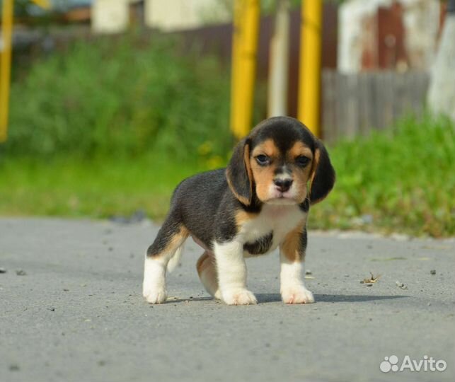 Щенки бигль