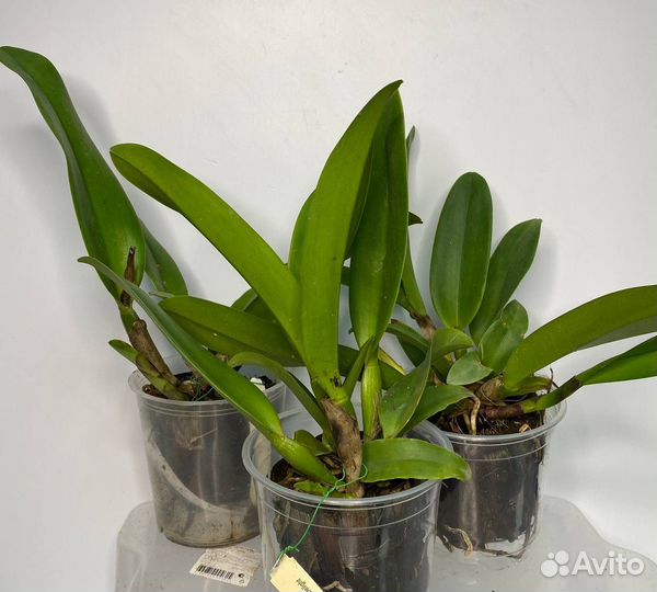 Орхидея каттлея Rhyncattleanthe STK Fancy