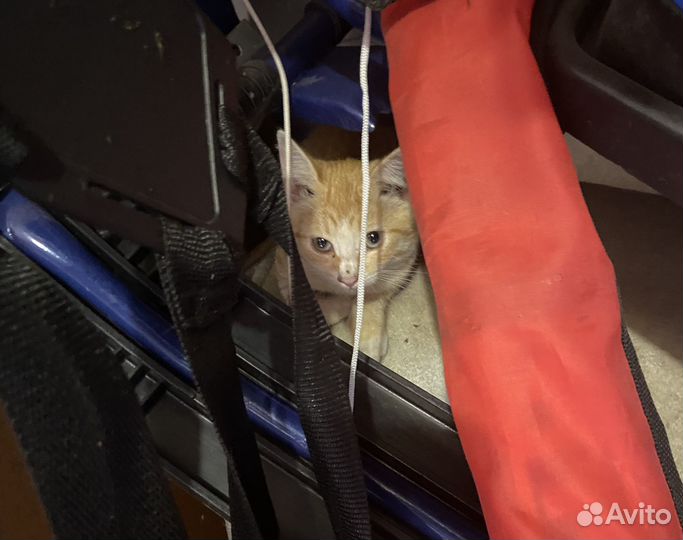 Кошка в дар