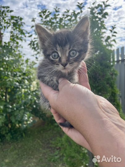 Котенок Вискас ищет хозяина