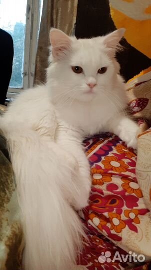 Вязка кошки