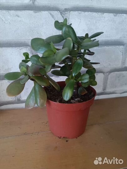 Замиокулькасы, Денежные деревья, аспарагусы