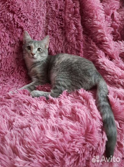 Умница и красавица