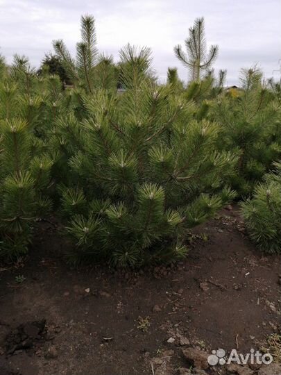 Сосна с комом земли