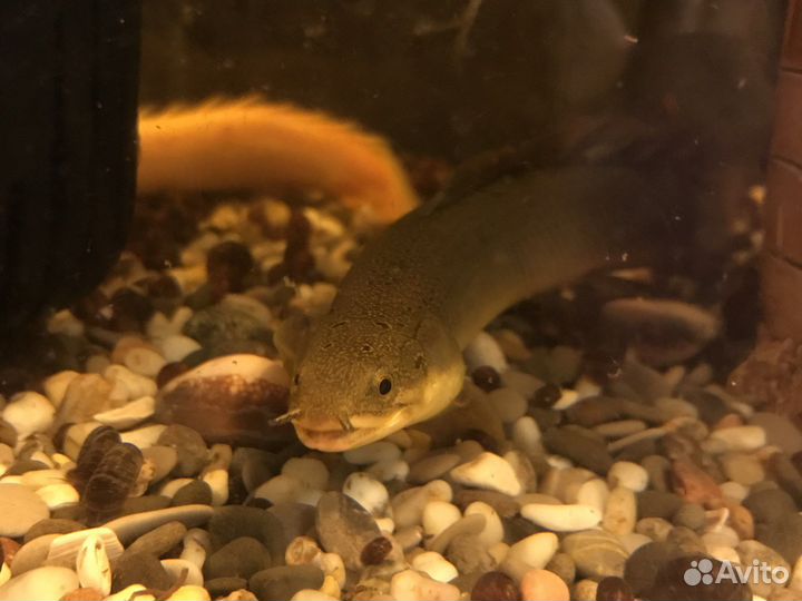 Полиптерусы