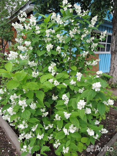 Чубушник венечный