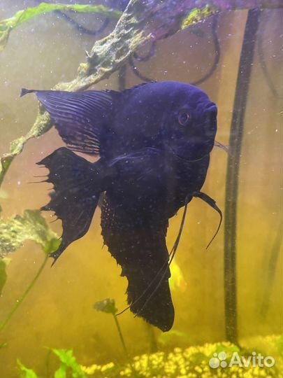 Скалярия черная