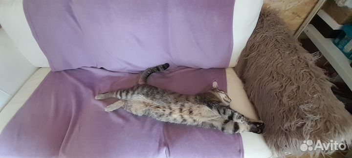 Потерялся кот