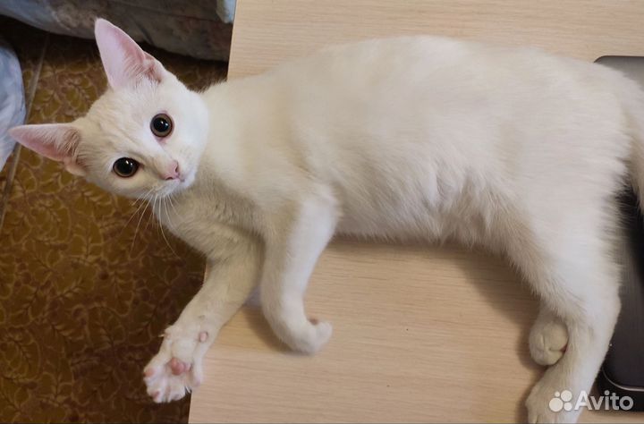 Кошка в дар бесплатно