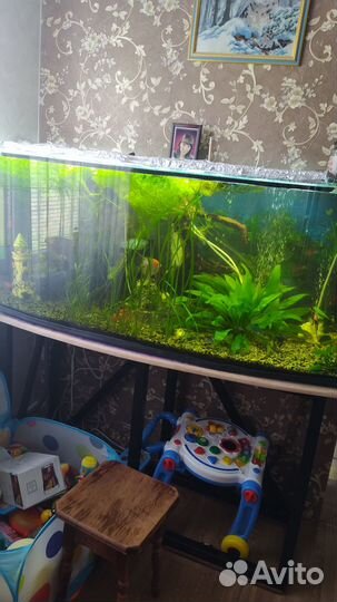 Водоросли для аквариума