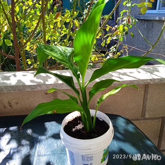 Спатифиллум (200), рео