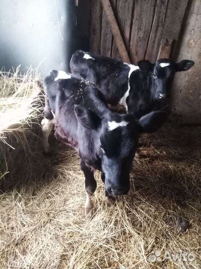 Бычки 4,5мес