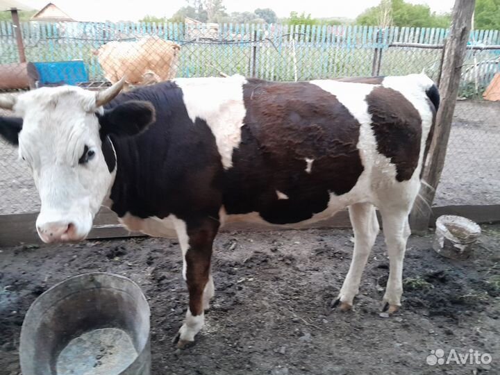 Коровы дойная и телка