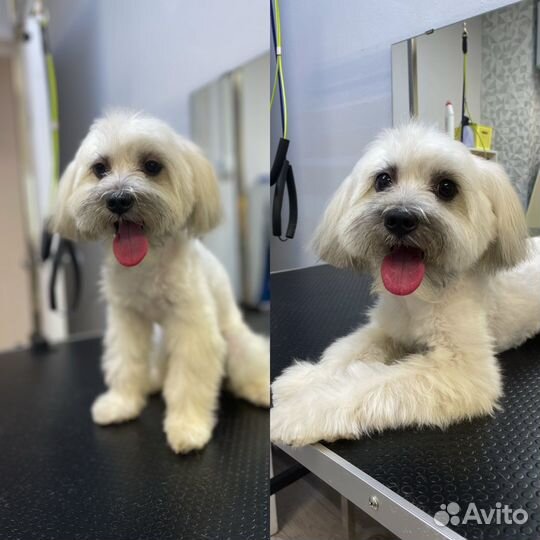 Груминг/Стрижка собак и кошек