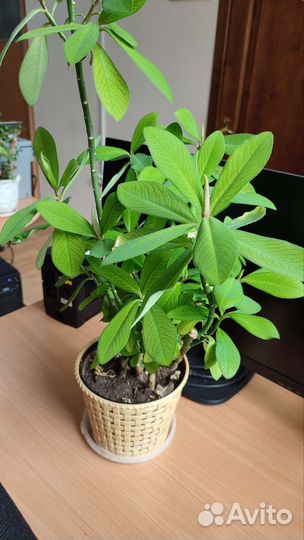 Эуфорбии - молочаи