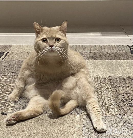 Кот Гарфилд британец