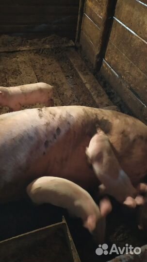 Поросенок ландрас