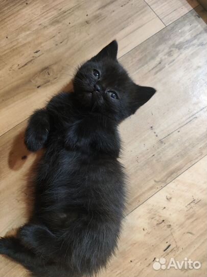 Шотландский котёнок