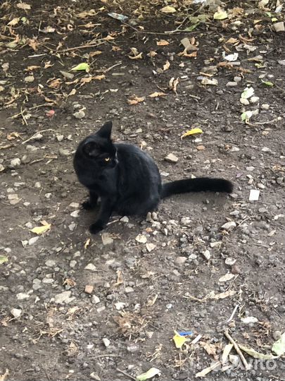 Котята разных возрастов