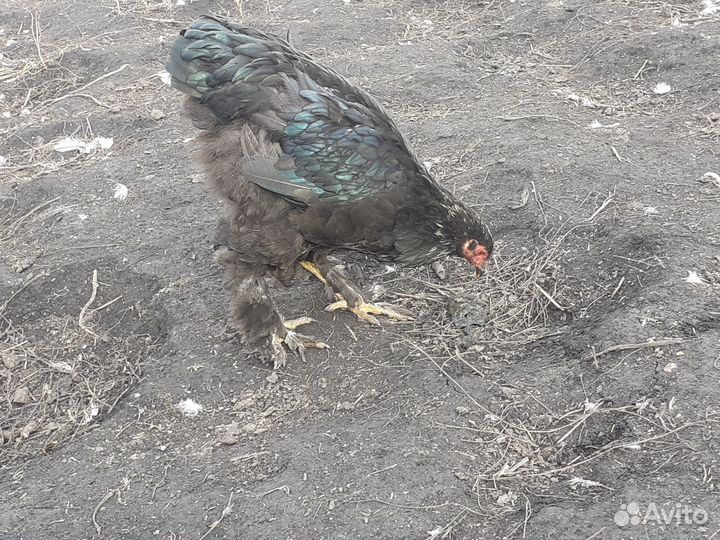 Цыплята(петушки)