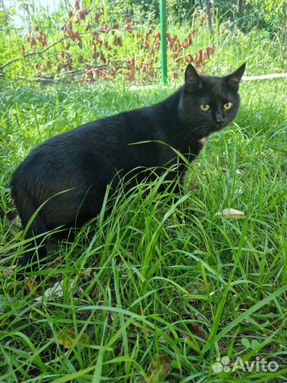 Зоогостиница(передержка кошек и собак до 10 кг)