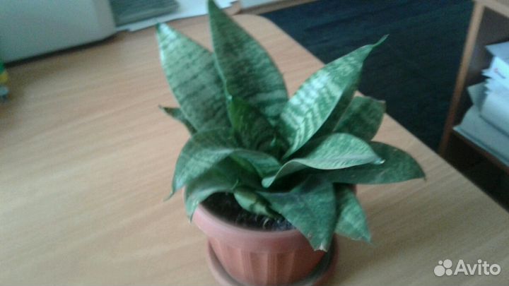 Сансевиерия ханни и денежное дерево