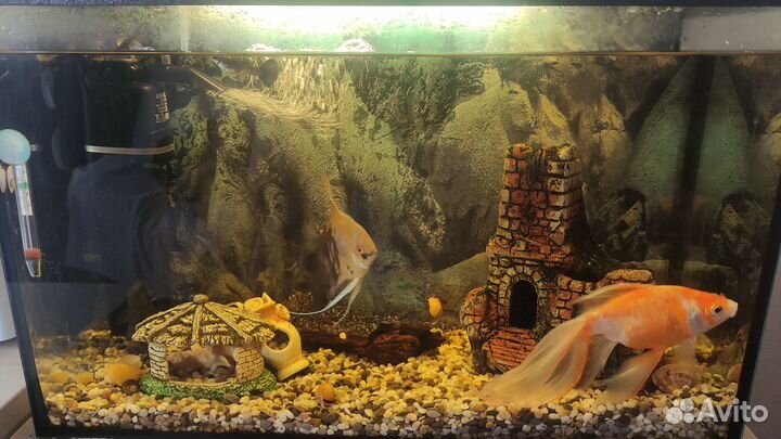 Аквариум с рыбками