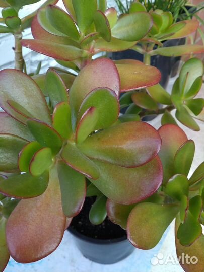 Папоротник,толстянка,сингониум