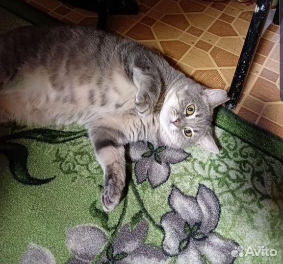 Кошка в добрые руки