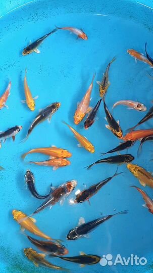 Малёк карпа кои