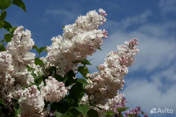 Сирень Красавица Москвы саженцы